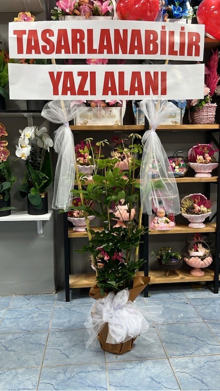 saksi-cicegi-sheflora-2-dalli