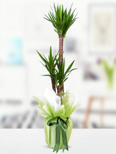 2-li-yucca-agaci